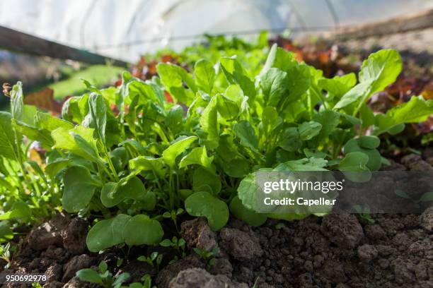 jardin - salade du jardin sous serres - salade stock pictures, royalty-free photos & images