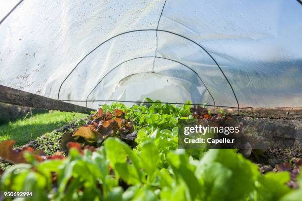 jardin - salade du jardin sous serres - salade stock pictures, royalty-free photos & images