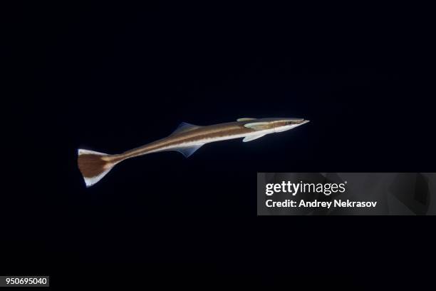 remora fish, live sharksucker or slender sharksucker (echeneis naucrates) in the night, indian ocean, maldives - echeneis remora stock pictures, royalty-free photos & images