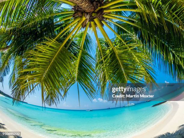 palm tree at the sandy beach, fisheye, rsadhoo atoll, indian ocean, maldives - sandy martin stock-fotos und bilder