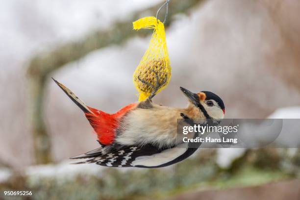 great spotted woodpecker (dendrocopos major), male eats on fat ball, winter feeding, baden-wuerttemberg, germany - turtle ball stock pictures, royalty-free photos & images