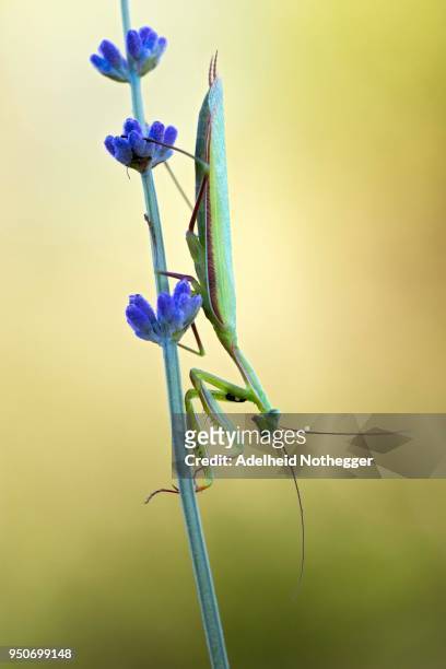 european mantis (mantis religiosa) sits on lavender blossom (lavandula angustifolia), burgenland, austria - angustifolia bildbanksfoton och bilder