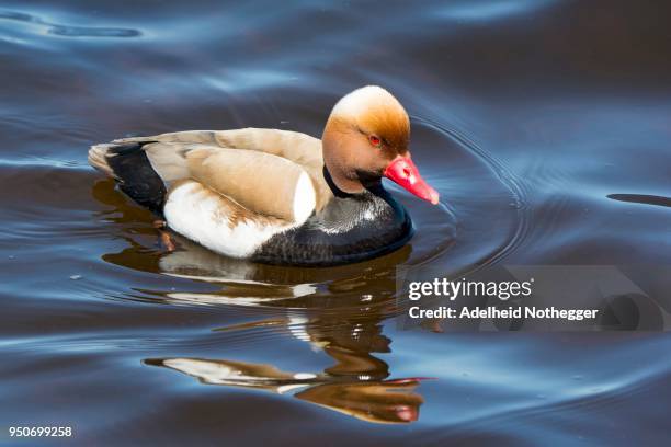 red-crested pochard (netta rufina) in breeding plumage, swims in the water, chiemsee, upper bavaria, bavaria, germany - rufina stock pictures, royalty-free photos & images