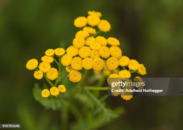 tansy (tanacetum vulgare), blossom, burgenland, austria - tansy stock pictures, royalty-free photos & images