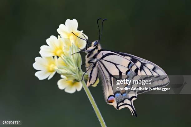 swallowtail (papilio machaon), on cowslip (primula officinalis), tyrol, austria - cowslip stock pictures, royalty-free photos & images