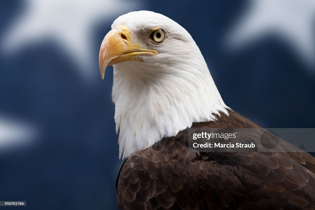 American Bald Eagle Head in Front of American Flag