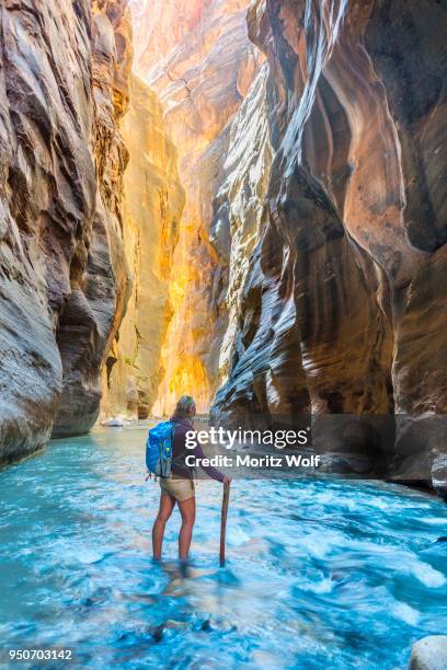 hiker standing in river, zion narrows, narrow of the virgin river, steep faces of zion canyon, zion national park, utah, usa - estrechos de zion fotografías e imágenes de stock