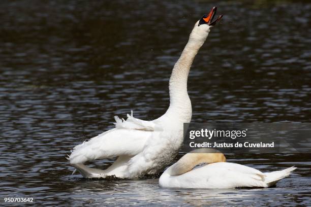 mute swans (cygnus olor), displaying couple on the water, hamburg, germany - die letzte reise photo call in hamburg stock-fotos und bilder
