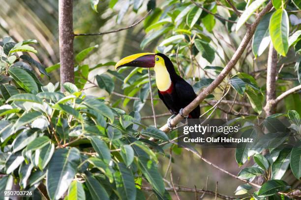 black mandibled toucan (ramphastos ambiguus), regenwald bei boca tapada, costa rica - boca animal stock pictures, royalty-free photos & images