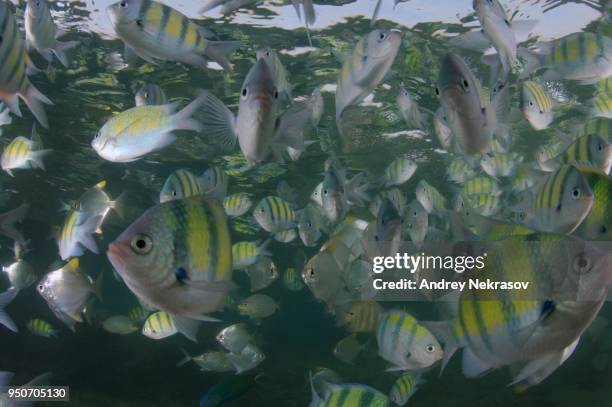 school of indo-pacific sergeants (abudefduf vaigiensis), sergeant major, indian ocean, hikkaduwa, sri lanka - indo pacific ocean imagens e fotografias de stock