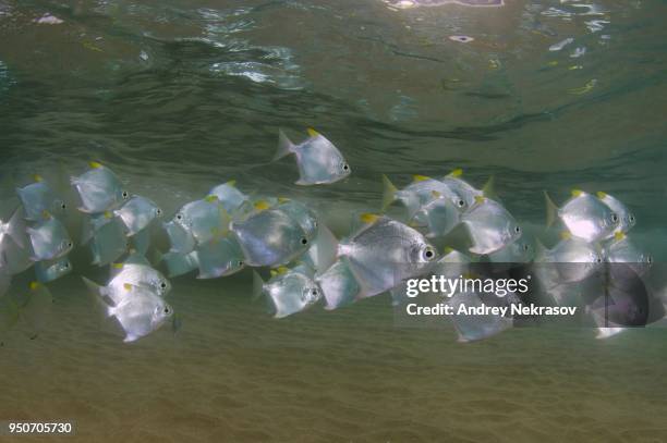school of silver moonfish (monodactylus argenteus), indian ocean, hikkaduwa, sri lanka - argenteus stock pictures, royalty-free photos & images