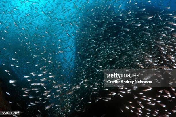 school of pigmy sweeper (parapriacanthus ransonneti) swimming near coral reef, indian ocean, hikkaduwa, sri lanka - parapriacanthus stock pictures, royalty-free photos & images