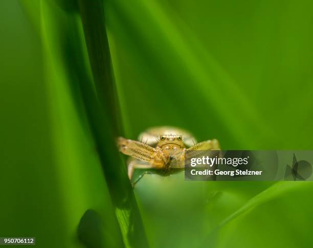 Crab Looking Spider Photos and Premium High Res Pictures - Getty Images