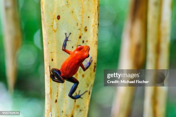 strawberry poison-dart frog, also blue jeans frog (oophaga pumilio) climbing on a leaf, rainforest, alajuela province, costa rica - alajuela province stock-fotos und bilder