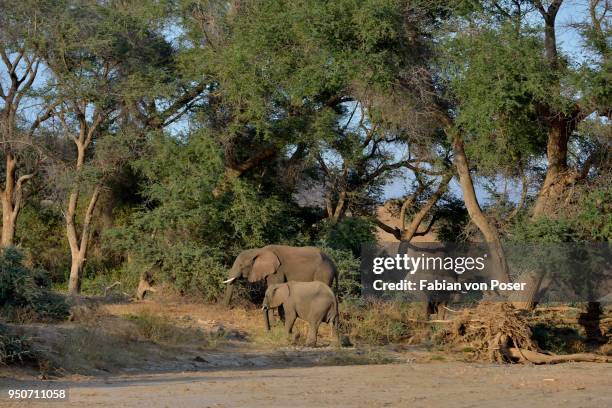 desert elephantsn elephants (loxodonta africana), by the dry riverbed of the huab, damaraland, namibia - desert elephant fotografías e imágenes de stock