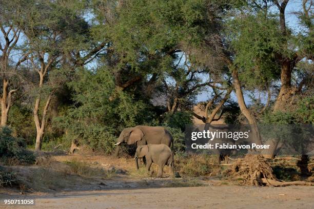 desert elephantsn elephants (loxodonta africana), by the dry riverbed of the huab, damaraland, namibia - desert elephant stock pictures, royalty-free photos & images