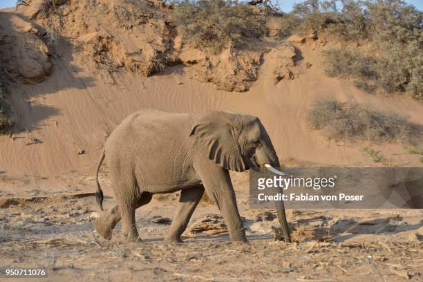 desert elephantn elephant (loxodonta africana), mining with his beak to water, dry riverbed of the huab, damaraland, namibia - desert elephant stock pictures, royalty-free photos & images