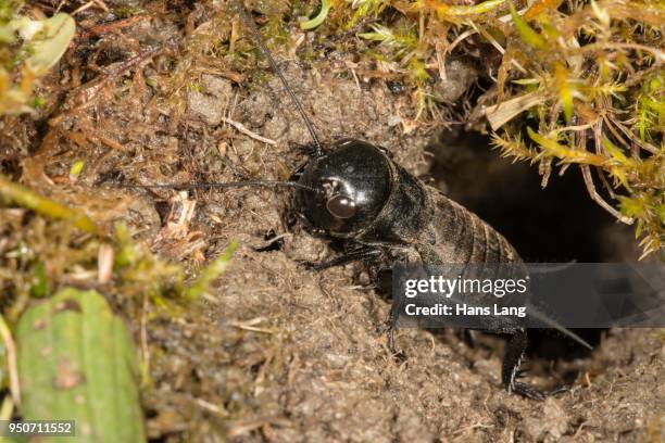field cricket (gryllus campestris), male larva at cave entrance, baden-wuerttemberg, germany - gryllus campestris stock pictures, royalty-free photos & images