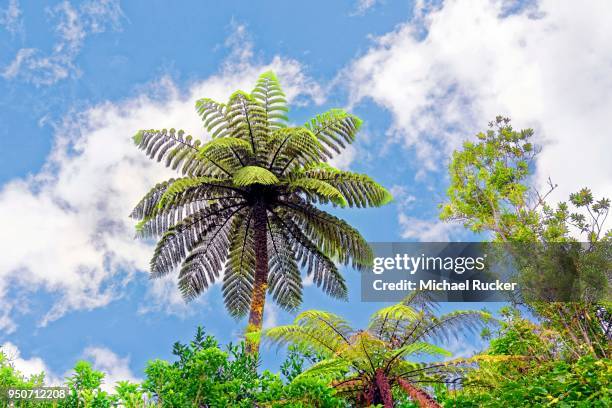 silver tree-fern, also silver fern or ponga (cyathea dealbata) in subtropical rainforest, waipoua forest, north island, new zealand - waipoua forest stock pictures, royalty-free photos & images