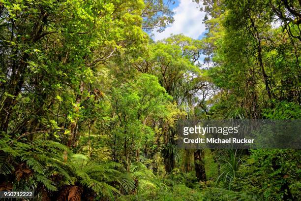 subtropical rainforest, waipoua forest, north island, new zealand - waipoua forest stock pictures, royalty-free photos & images
