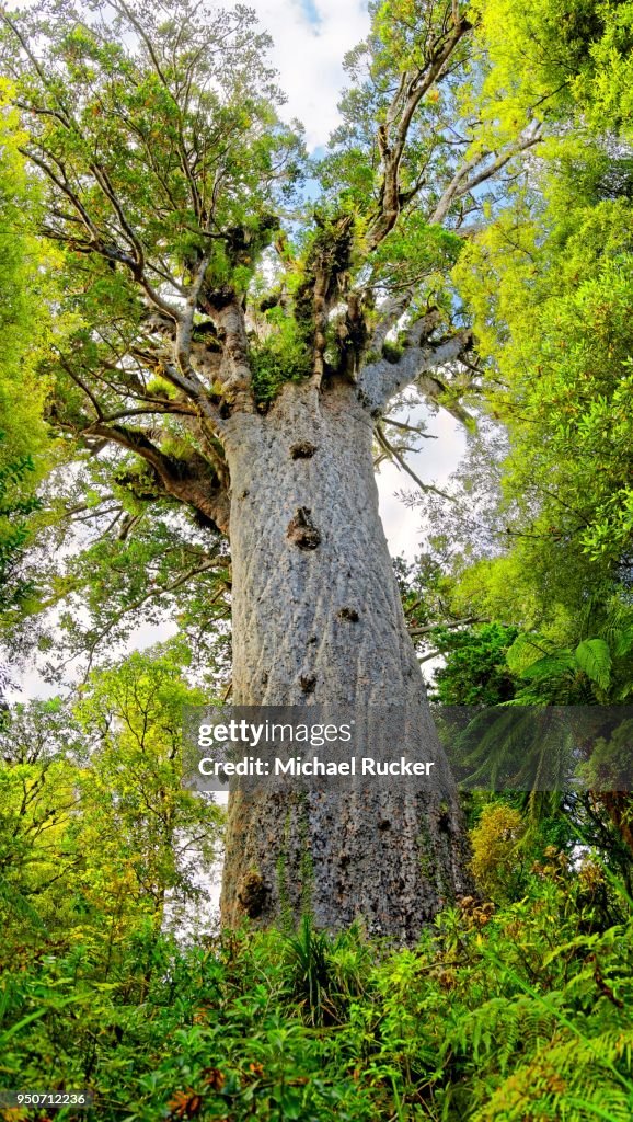 Kahi Tree Subtropical Rainforest Largest Living Kauri Tree Tane Mahuta Lord Of ...