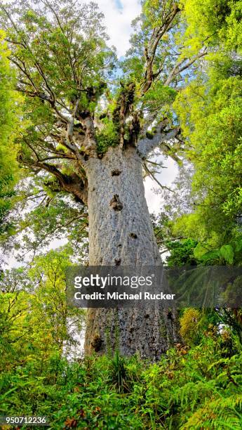subtropical rainforest, largest living kauri (agathis australis) tree, tane mahuta, lord of the forest, waipoua forest, north island, new zealand - kauri tree stock pictures, royalty-free photos & images