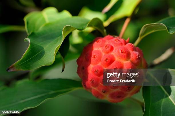 chinese or kousa dogwood (cornus kuosa var. chinensis), multiple fruit, north rhine-westphalia, germany - kousa dogwood fotografías e imágenes de stock