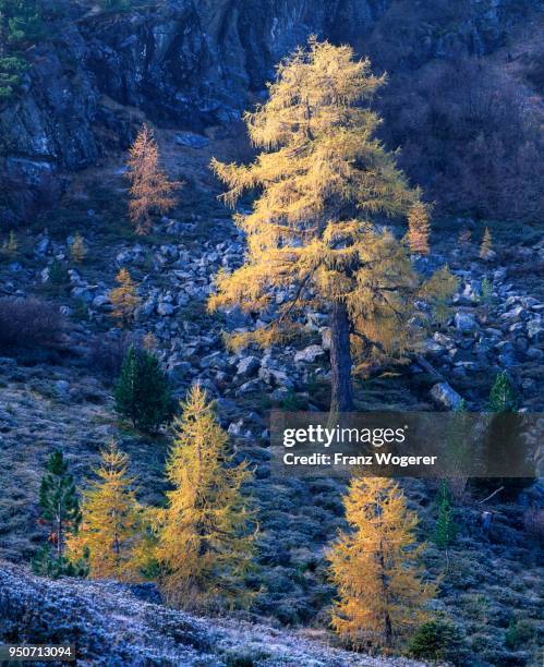 larches (larix decidua) with autumn colors, in front of a rock wall, nokalm area, carinthia, austria - european larch 個照片及圖片檔
