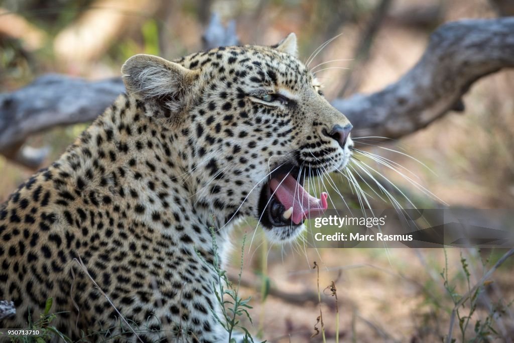 Yawning Leopard (Panthera pardus), portrait, Timbavati Game Reserve, South Africa