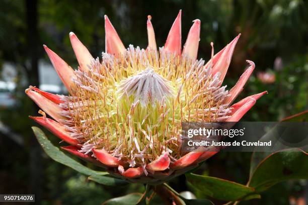 king protea (protea cynaroides), madeira, portugal - protea stock pictures, royalty-free photos & images