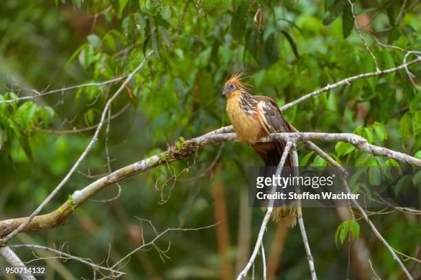 hoatzin, also stinkbird or canje pheasant (opisthocomus hoazin) on branch, cuyabeno wildlife reserve, amazon rainforest, sucumbios province, ecuador - hoatzin stock pictures, royalty-free photos & images
