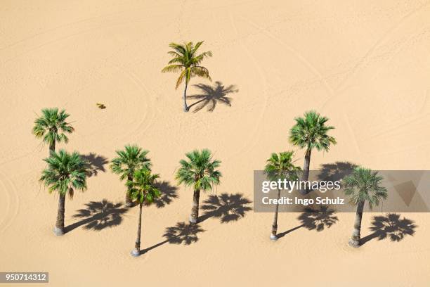 palms on the beach, playa de las teresitas, san andres, tenerife, canary islands, spain - playa de las teresitas stock pictures, royalty-free photos & images