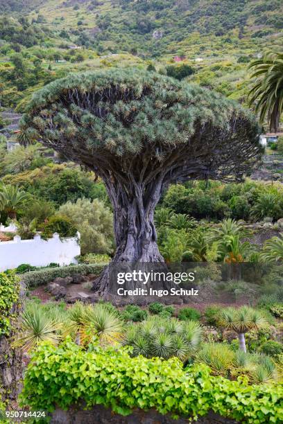 thousand years old canarian dragon tree (dracaena draco), drago milenario, icod de los vinos, tenerife, canary islands, spain - vinos stockfoto's en -beelden