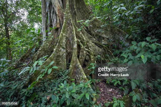 tree with buttress roots (terminalia), sierra maestra, santigo de cuba province, cuba - maestra stock pictures, royalty-free photos & images