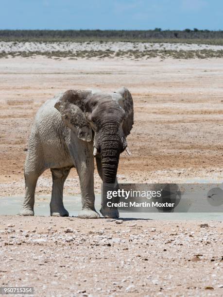 african bush elephant (loxodonta africana), bull splattered with mud at waterhole, dry landscape, etosha national park, namibia - schlammbaden stock-fotos und bilder