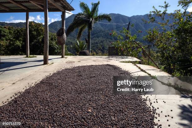 coffee beans drying outside, turquino national park, sierra maestra, granma province, cuba - maestra stock pictures, royalty-free photos & images