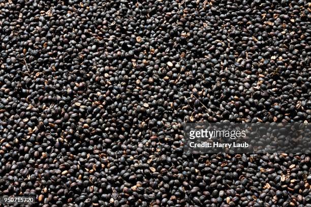 coffee beans drying outside, turquino national park, sierra maestra, granma province, cuba - maestra stock pictures, royalty-free photos & images