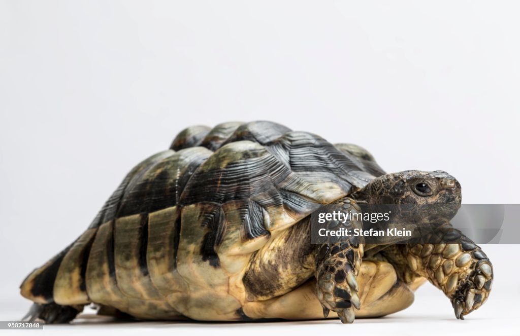 Marginated tortoise (Testudo marginata), white background