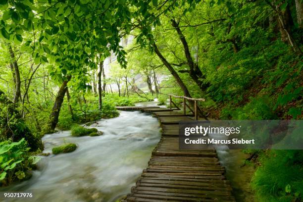 boardwalk across river, plitvice lakes national park, jezera, lika-senj county, croatia - kommunen lika senj bildbanksfoton och bilder