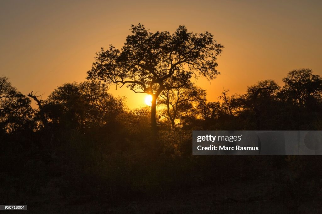 Sun setting behind treesn savannah, Timbavati Game Reserve, South Africa