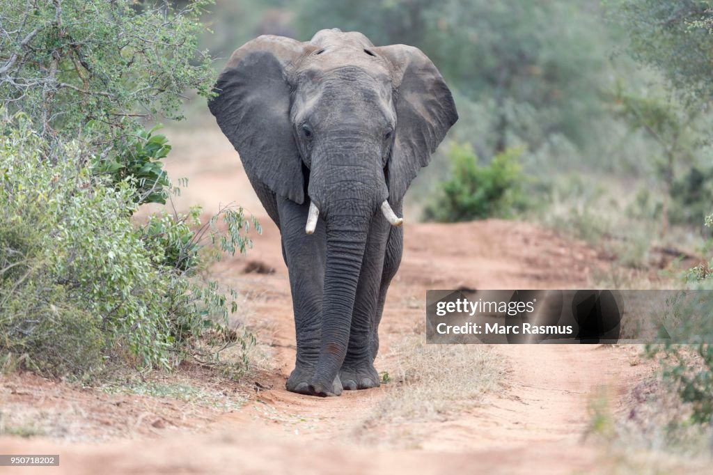 African bush elephant (Loxodonta africana) walking along dirt road, Timbavati Game Reserve, South Africa