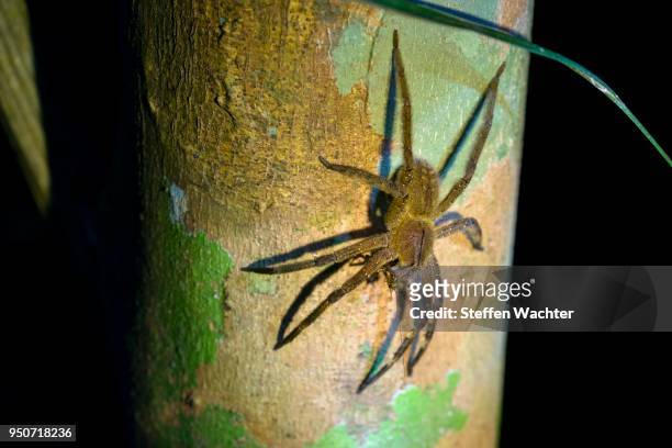 brazilian wandering spider (phoneutria spp.), with prey on a tree trunk, banana spider, armadeira, national park cuyabeno, amazonia, sucumbios province, ecuador - spp stock pictures, royalty-free photos & images