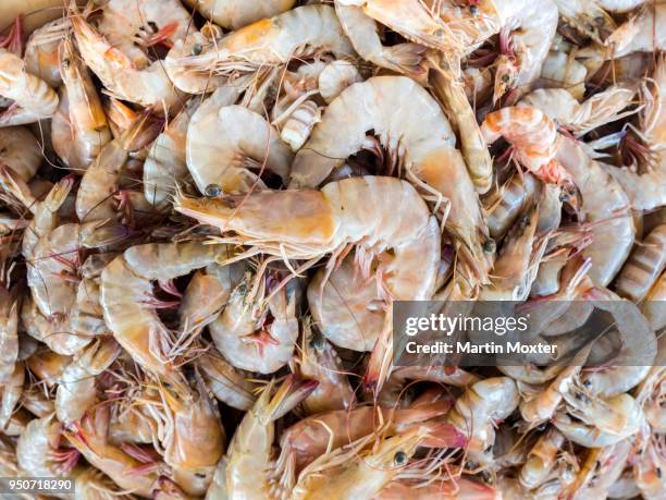 fresh shrimps at fish market, barka, oman - barka stock pictures, royalty-free photos & images
