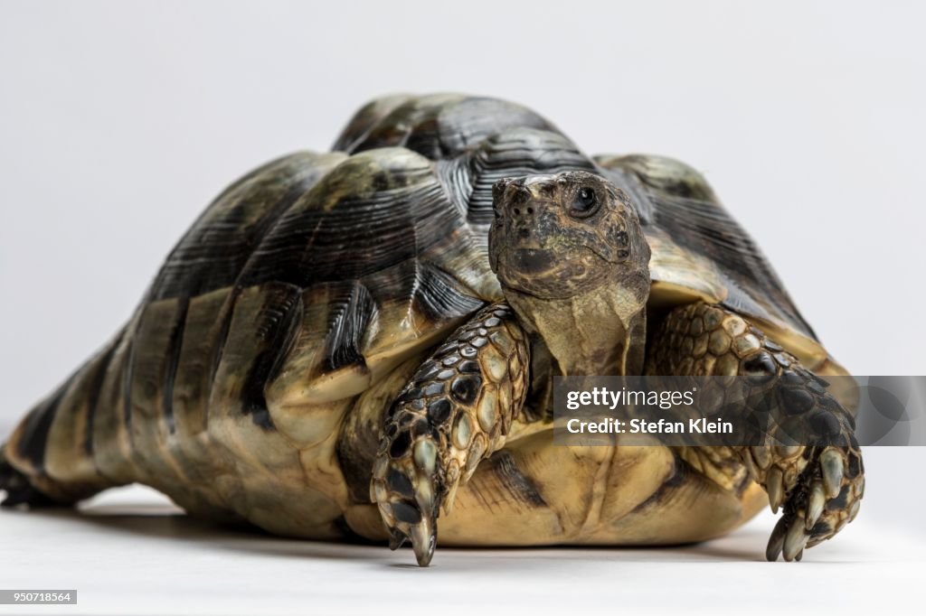 Marginated tortoise (Testudo marginata), white background