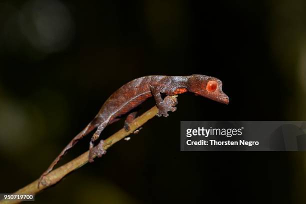 baweng satanic leaf gecko (uroplatus phantasticus), rainforest, ranomafana, eastern madagascar - uroplatus phantasticus stock pictures, royalty-free photos & images