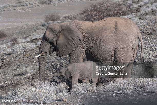 african bush elephants (loxodonta africana), desert elephant with calf, dry river bed, ugab river, damaraland, namibia - desert elephant fotografías e imágenes de stock