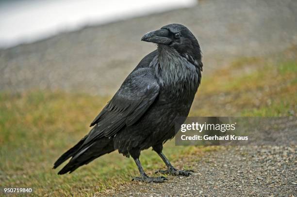common or northern raven (corvus corax), jasper national park, canadian rockies, alberta, canada - northern canadian rockies stock pictures, royalty-free photos & images