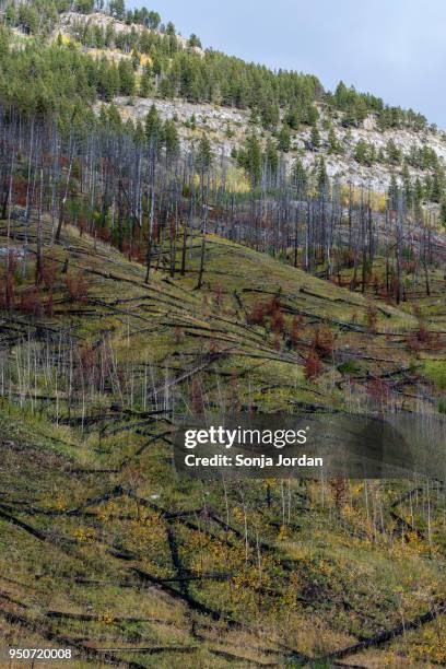 prescribed forest fire site of 1993, sawback range, bow valley parkway, canadian rockies, banff national park, alberta province, canada - bow valley fotografías e imágenes de stock