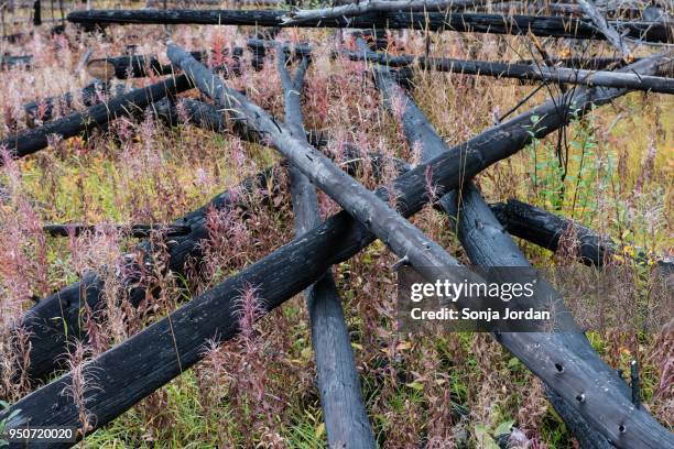 prescribed forest fire site of 1993, sawback range, bow valley parkway, canadian rockies, banff national park, alberta, canada - bow valley fotografías e imágenes de stock