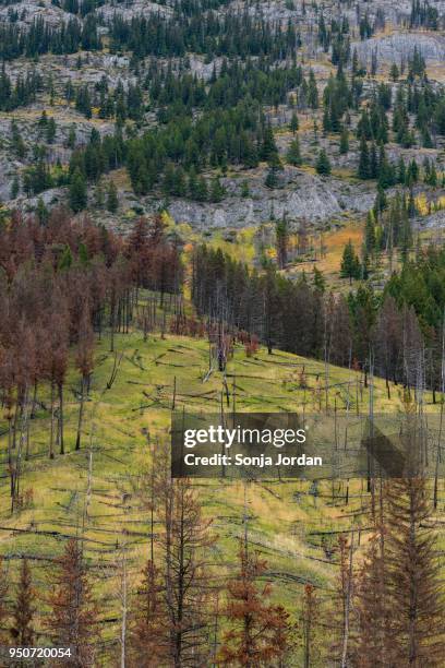 prescribed forest fire site of 1993, sawback range, bow valley parkway, canadian rockies, banff national park, alberta, canada - bow valley 個照片及圖片檔